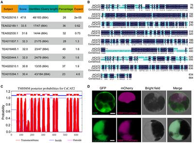 Tonoplast-Localized Theanine Transporter CsCAT2 May Mediate Theanine Storage in the Root of Tea Plants (Camellia sinensis L.)